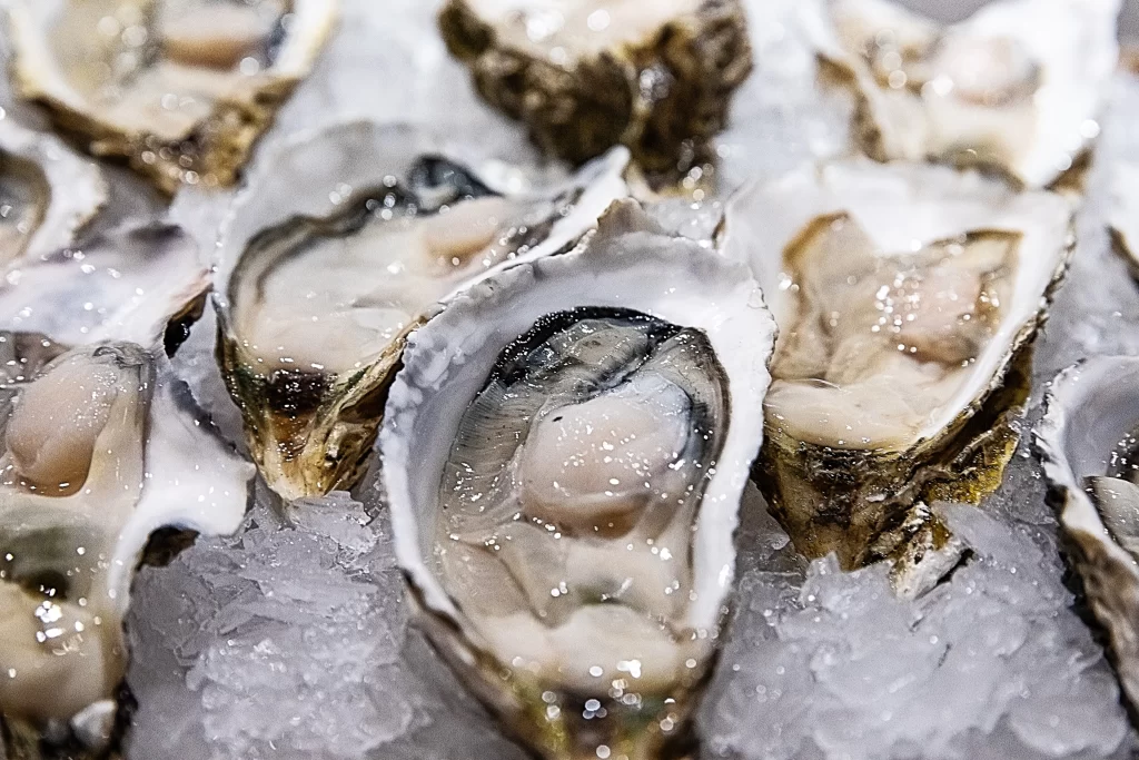 Fresh Oysters Open Shell White Ice