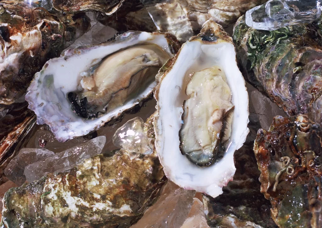 Fresh Oysters Open Shell White Ice