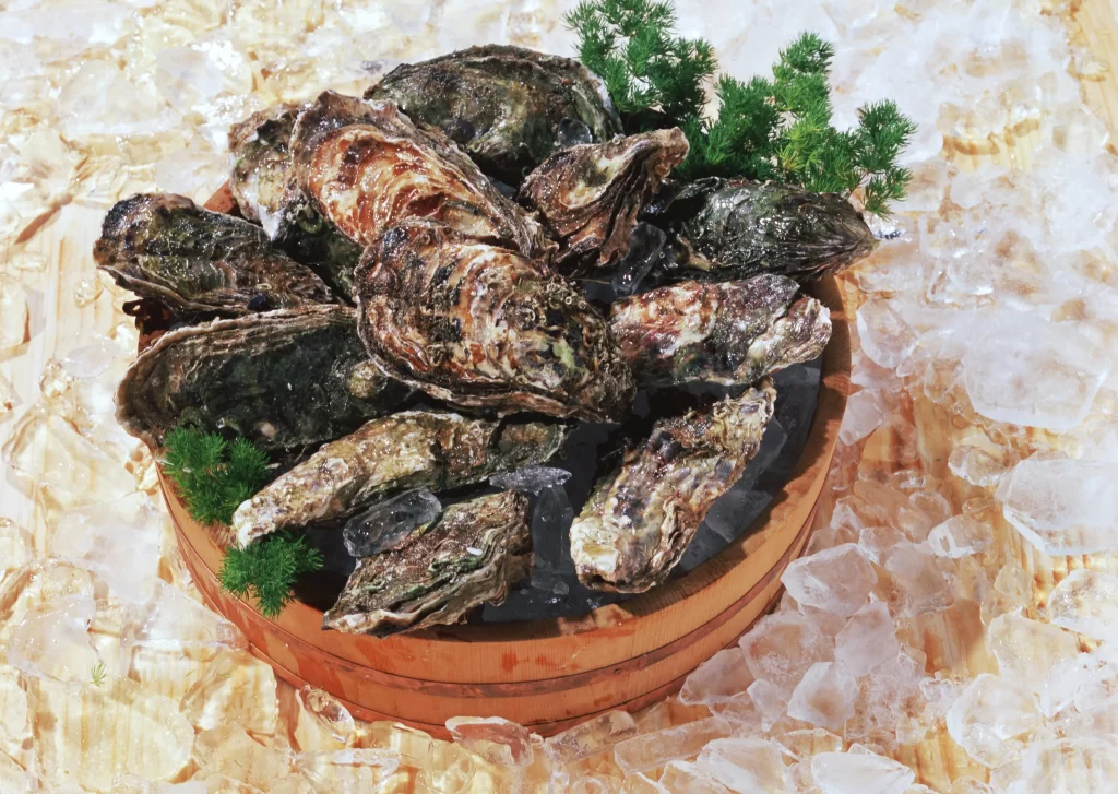 Fresh Oysters Raw Brown Shell Ice