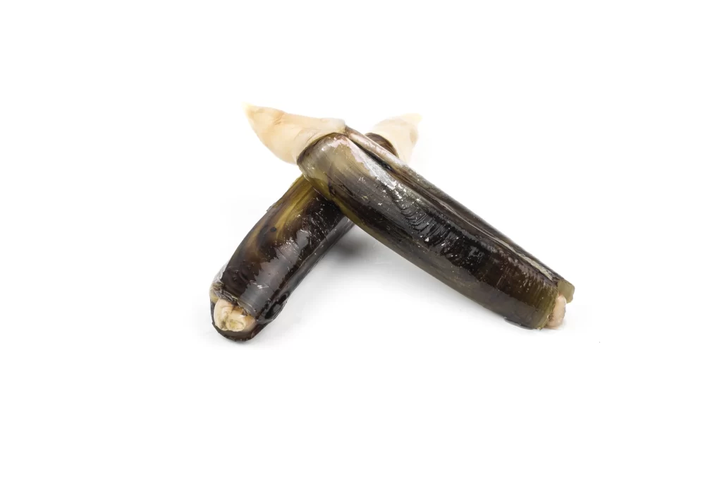 Fresh Razor Clams Brown Shell White Background