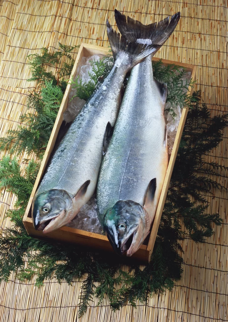Fresh Salmon Silver Skin Green Herbs