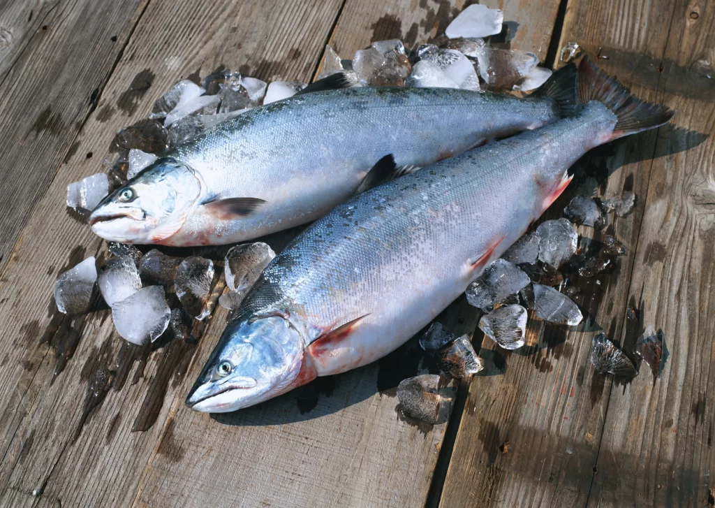 Fresh Salmon Silver Skin Ice
