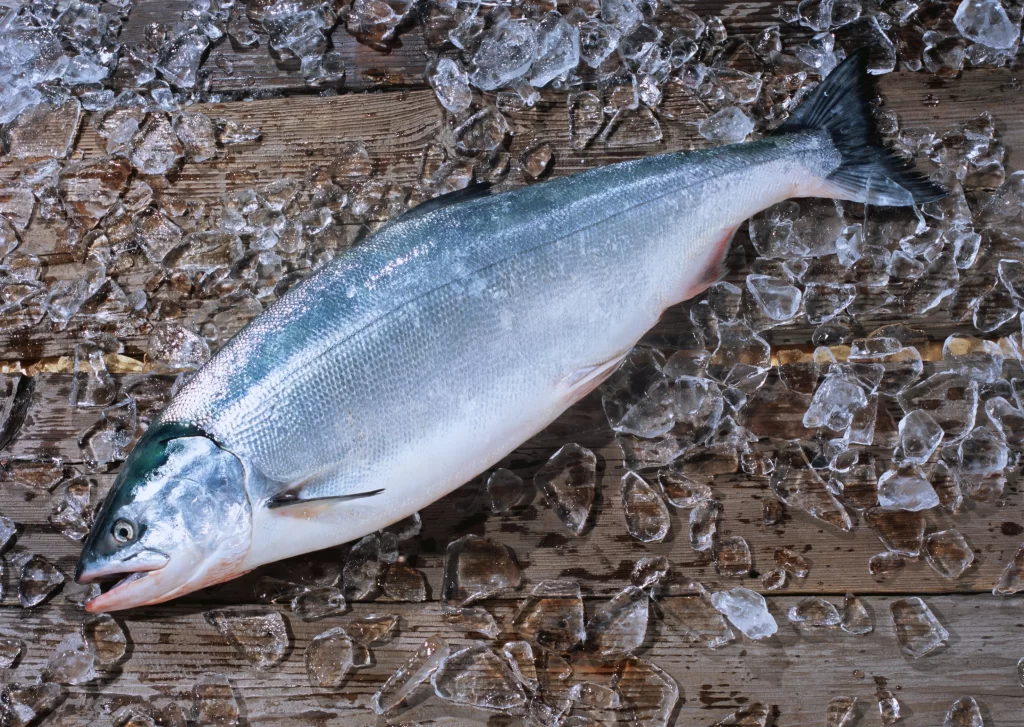Fresh Salmon Silver Skin Ice Crystals