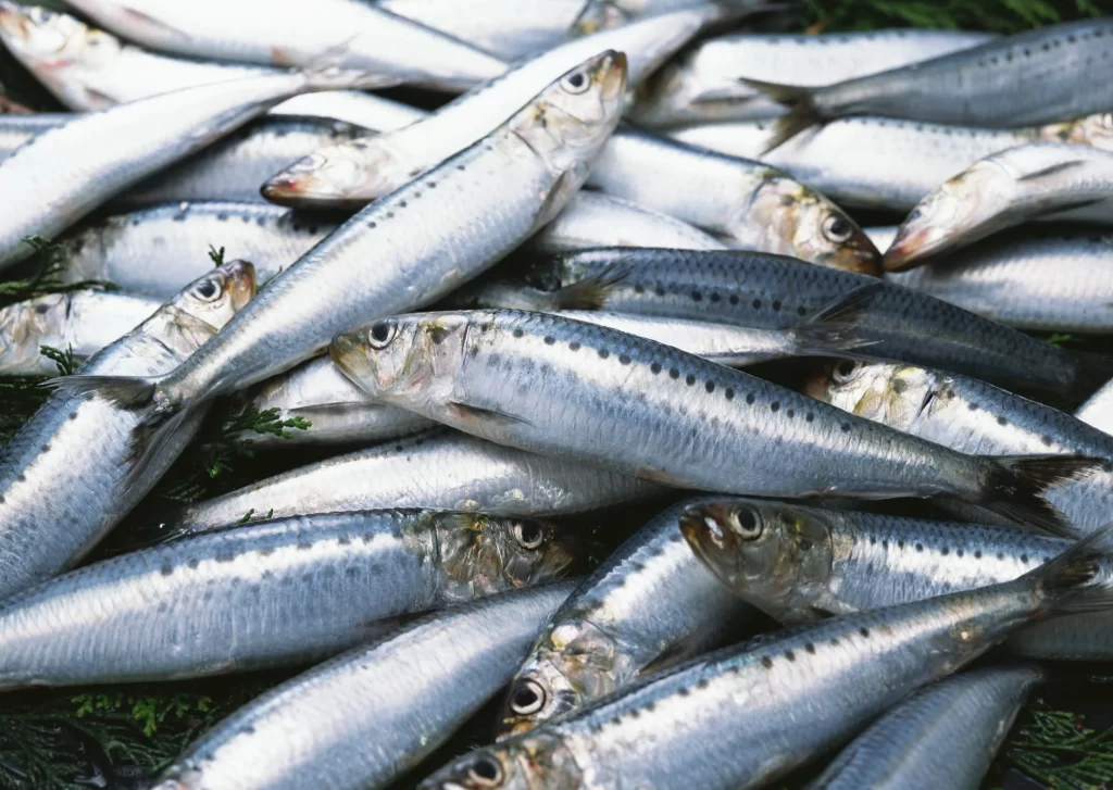 Fresh Sardine Silver Color Green Leaves
