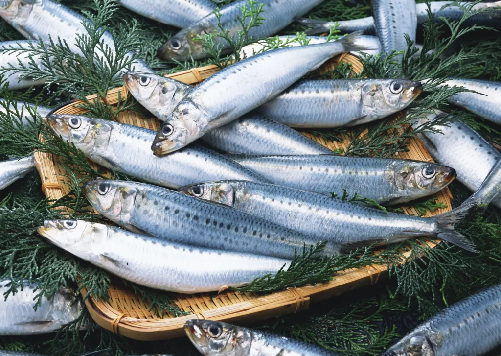Fresh Sardines Silver Color Green Herbs