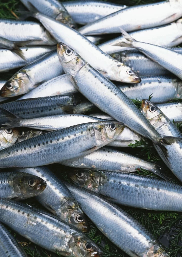Fresh Sardines Silver Color Green Herbs