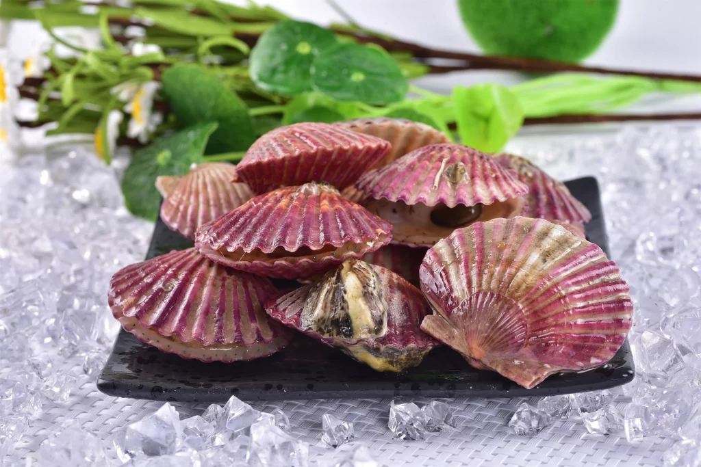 Fresh Scallop Purple Shell Ice Crystals Green Leaves