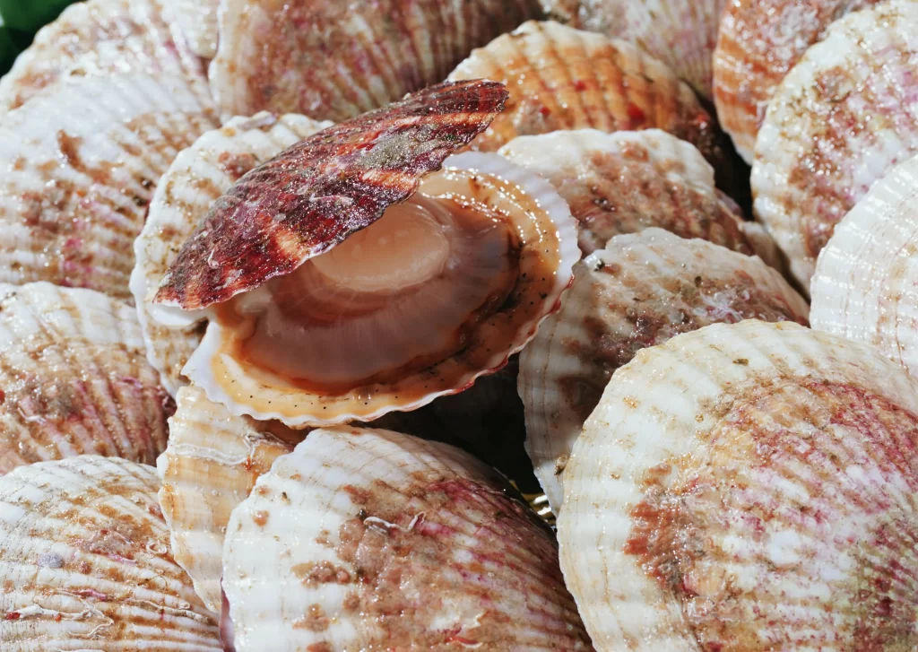 Fresh Scallop White Shell Brown Spots
