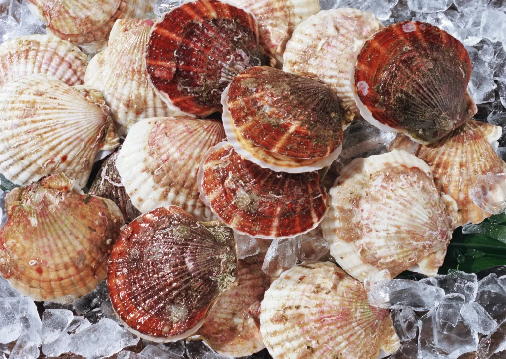 Fresh Scallops Brown Shell White Ice