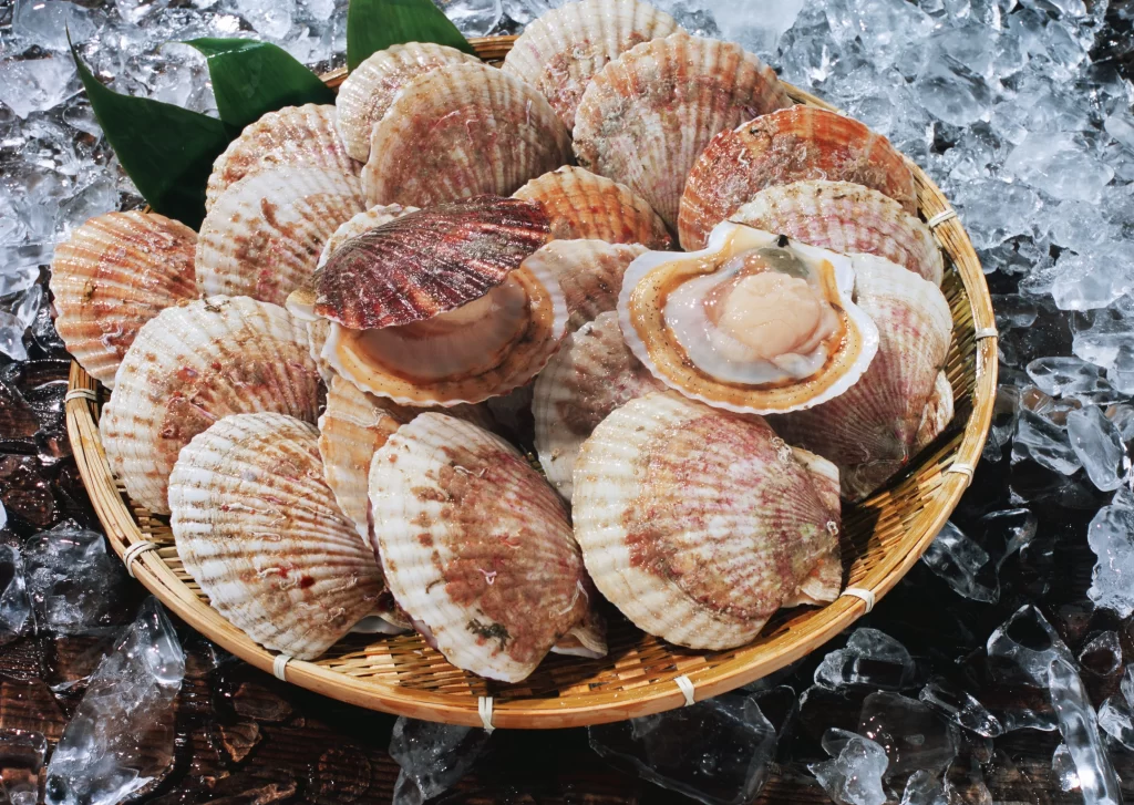 Fresh Scallops White Shell Brown Spots Ice