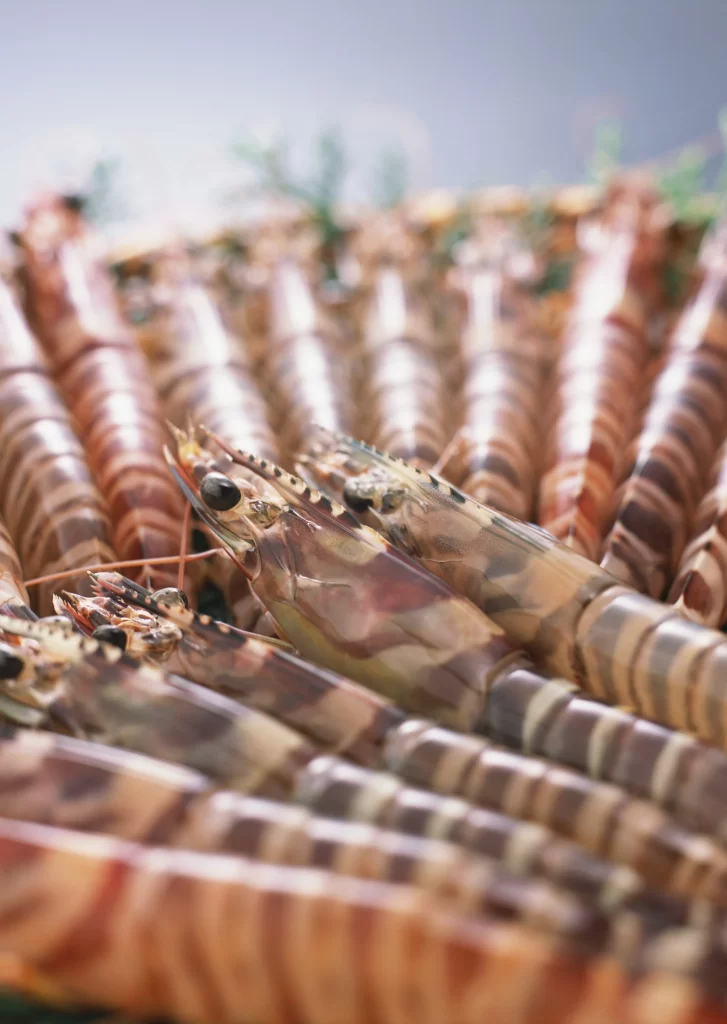 Fresh Shrimp Brown Shell Clear Eyes