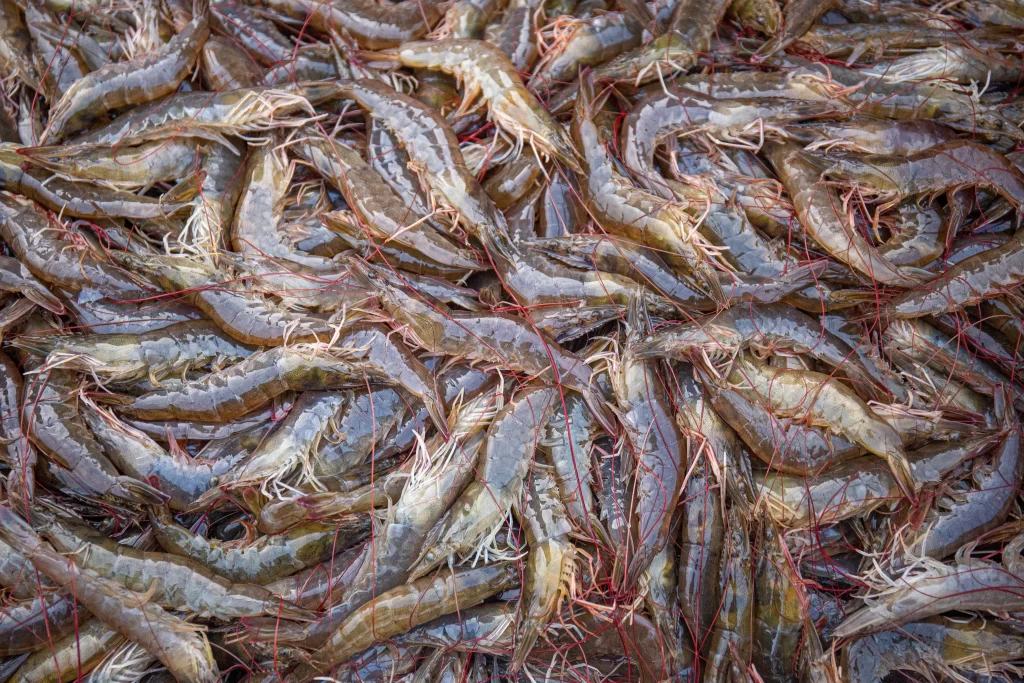 Fresh Shrimp Brown Shell Red Antennae