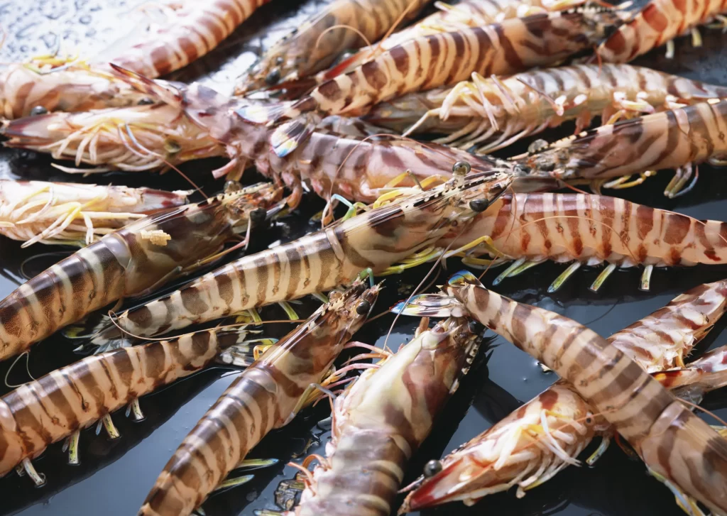 Fresh Shrimp Brown Stripes Clear Shell