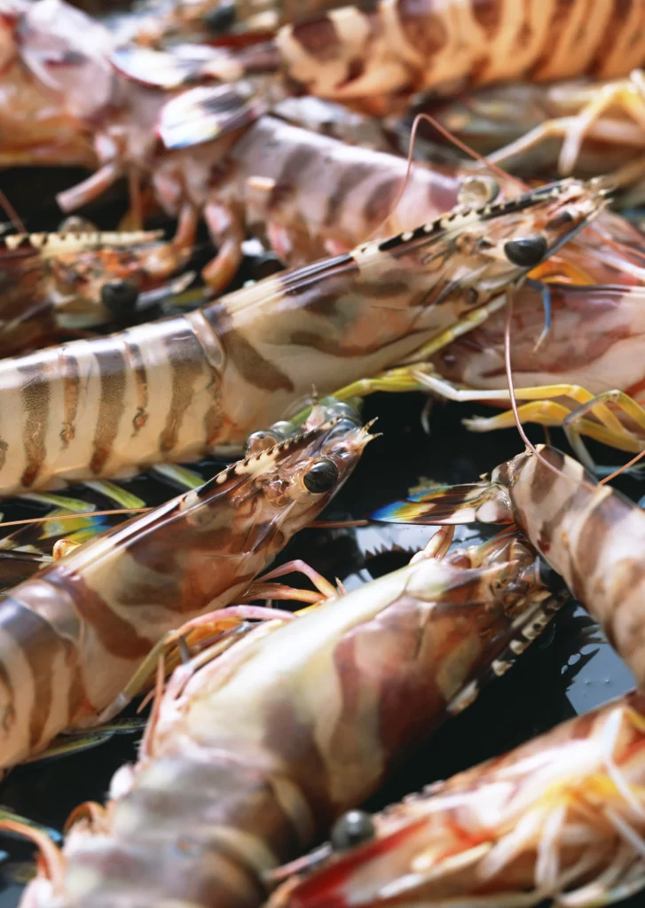 Fresh Shrimp Brown Stripes Clear Shell