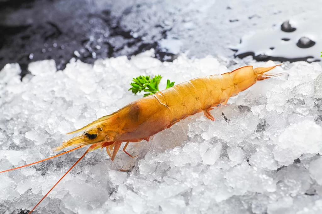 Fresh Shrimp Orange Shell Ice Crystals