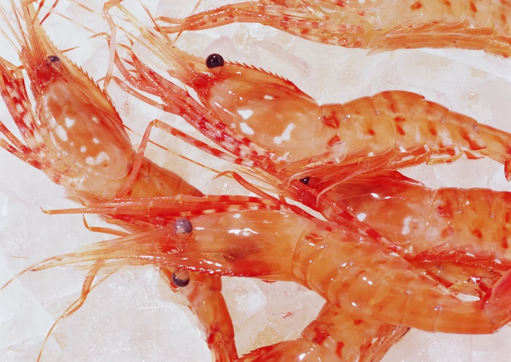 Fresh Shrimp Orange Shell White Background
