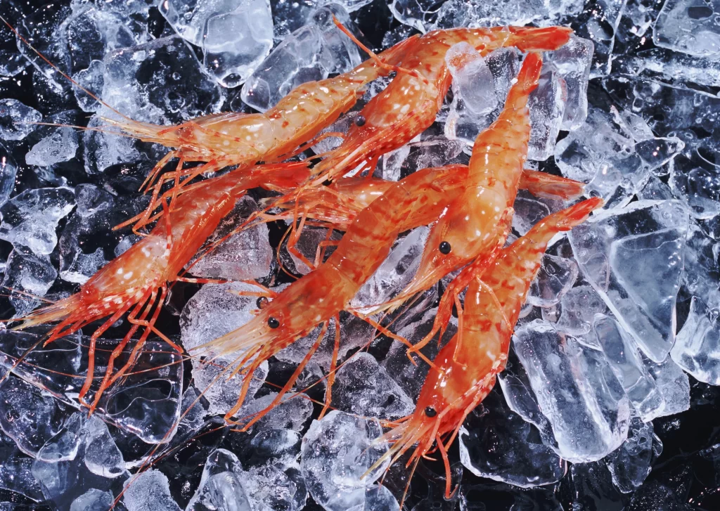Fresh Shrimp Reddish-orange Color Ice Crystals