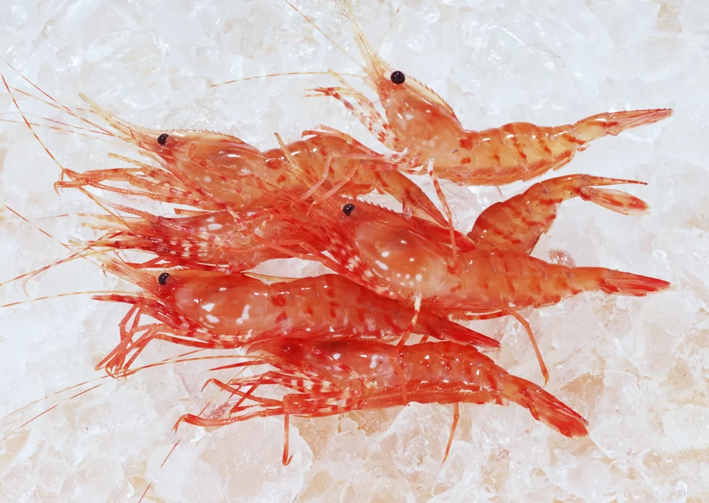 Fresh Shrimp Reddish-orange Shell Ice Crystals