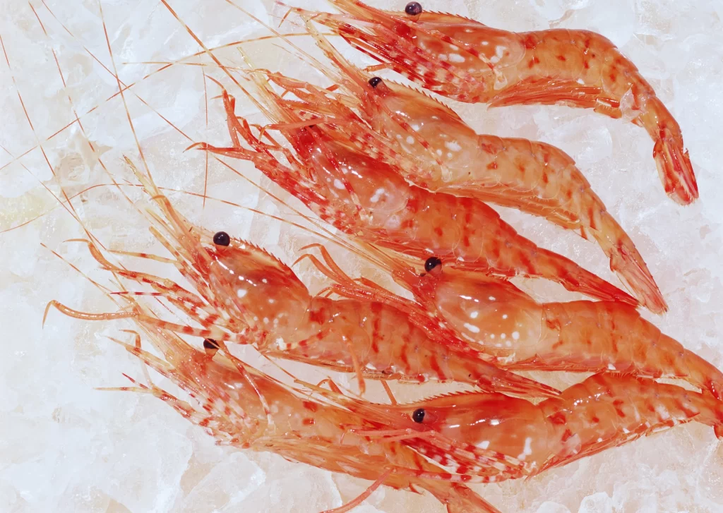Fresh Shrimp Reddish-orange Shell White Ice