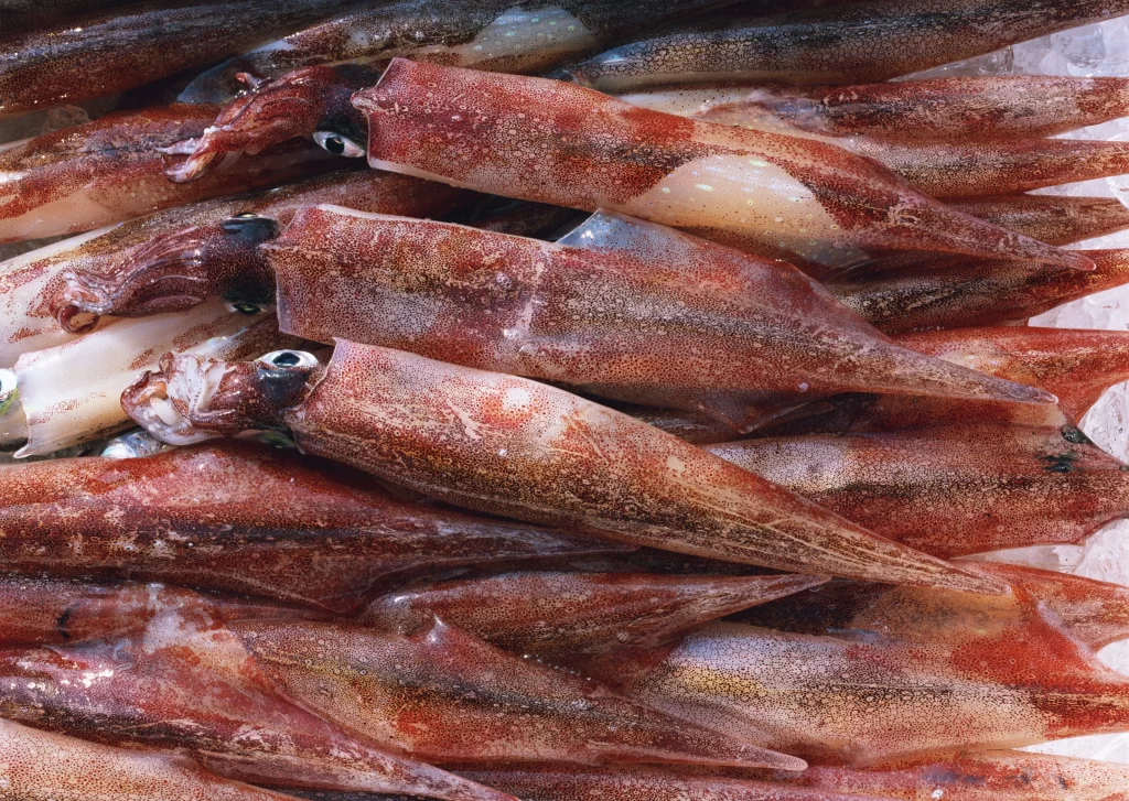 Fresh Squid Reddish-brown Color Raw