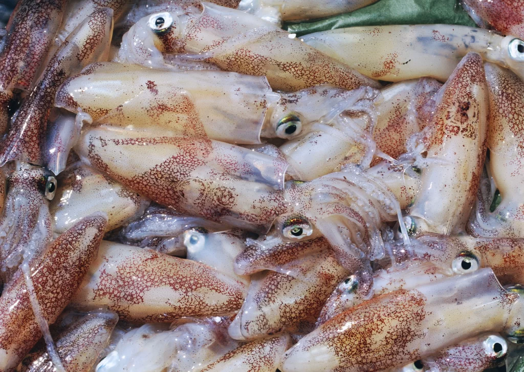 Fresh Squid White Red Spots