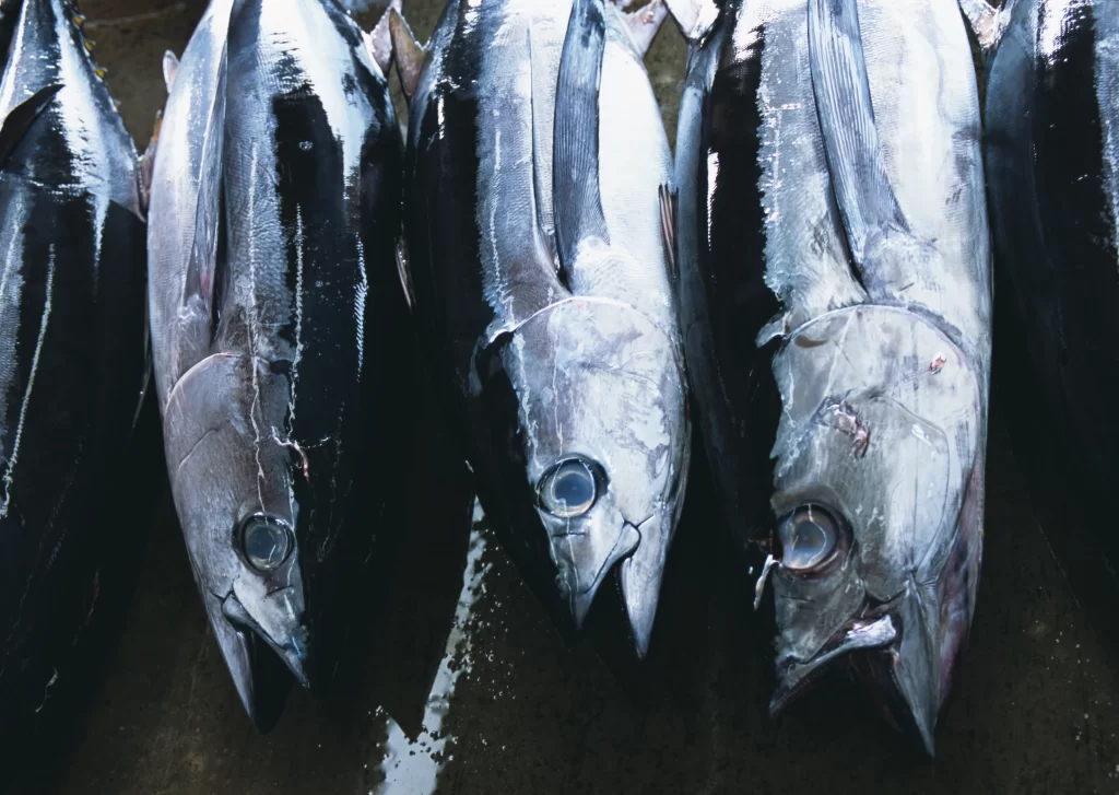 Fresh Tuna Silver Skin Black Stripes
