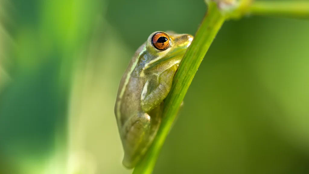 Frog Green Plant Nature Close-up