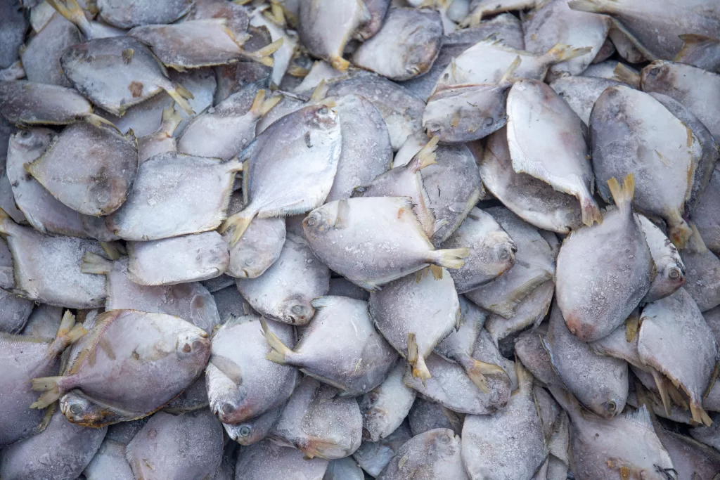 Frozen Fish White Color
