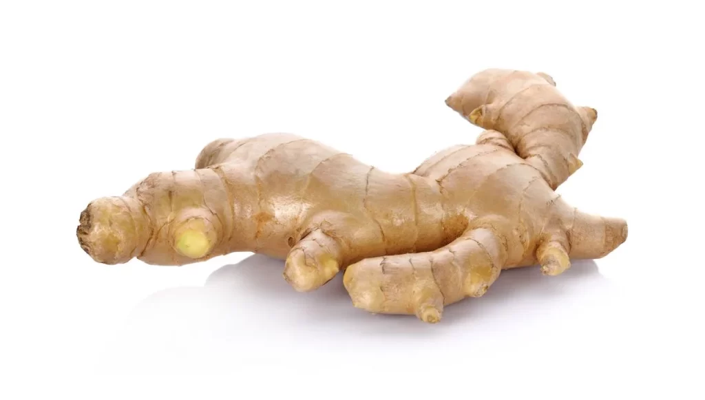 Ginger Root Brown Knobby
