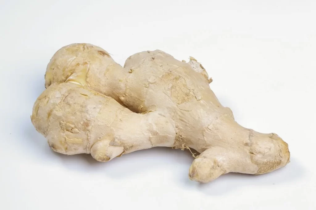 Ginger Root Brown Knobby