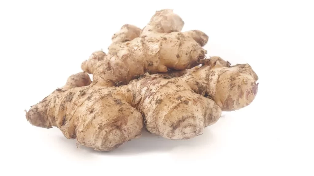 Ginger Root Brown Knobby