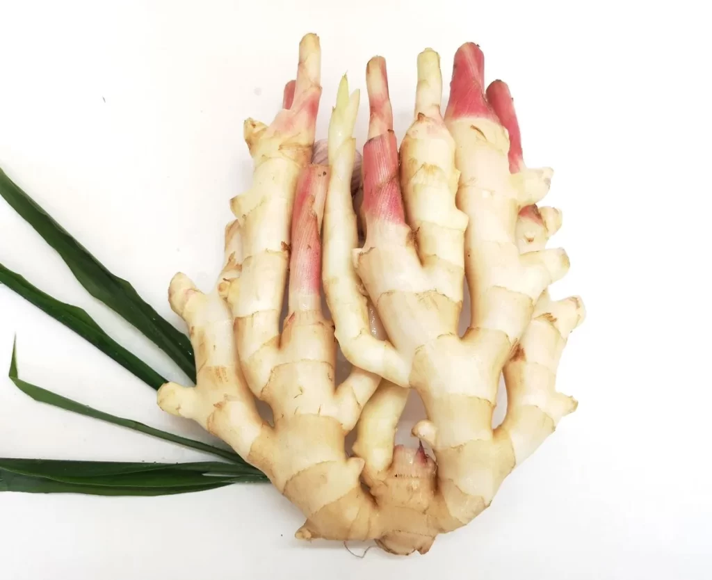 Ginger Root Creamy Knobby Texture