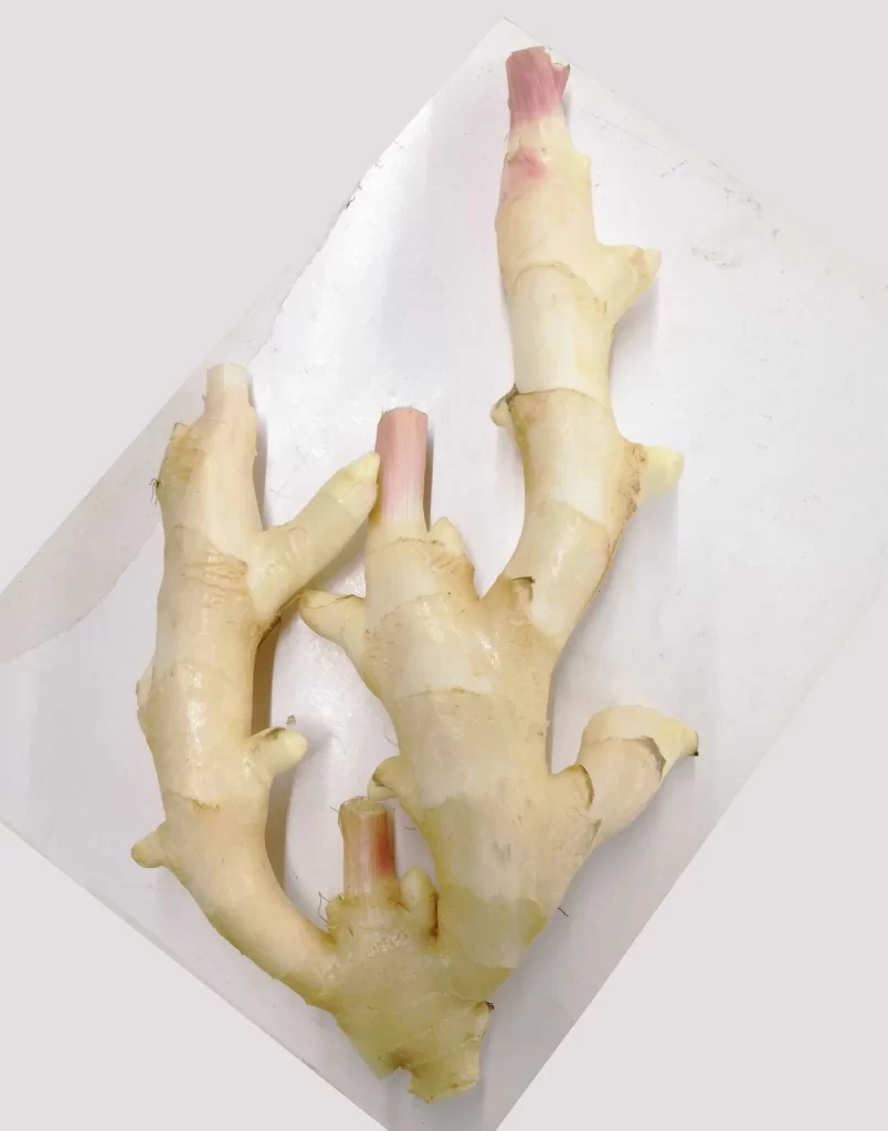 Ginger Root Yellow Knobby Bumpy