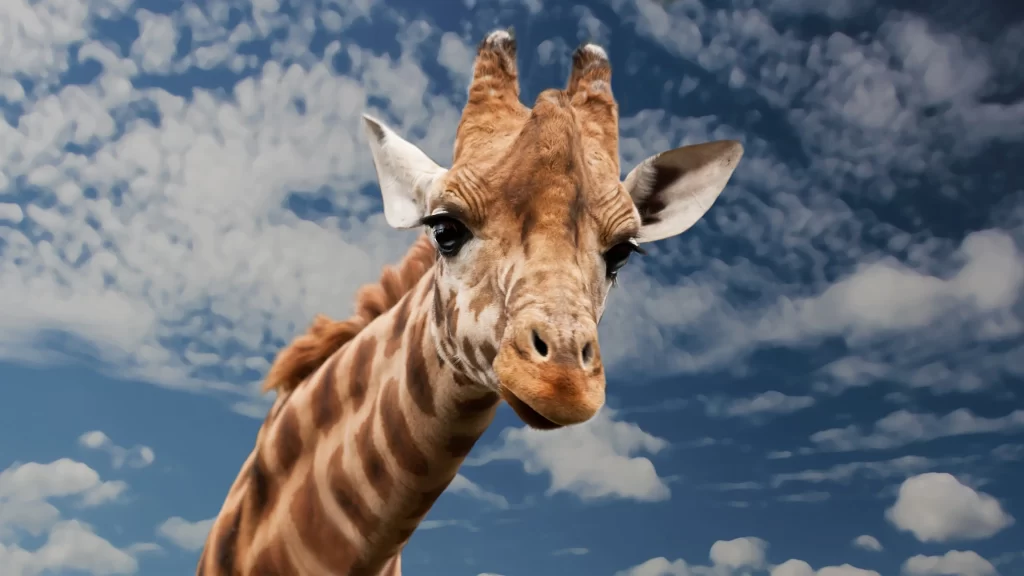 Giraffe Blue Sky White Clouds