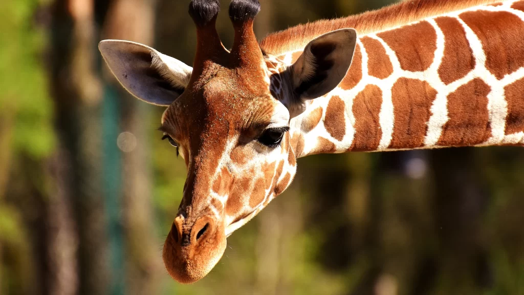 Giraffe Brown Spots Greenery Nature