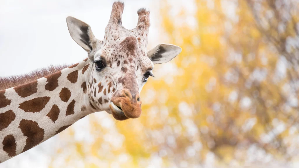 Giraffe Nature Autumn Leaves Wildlife