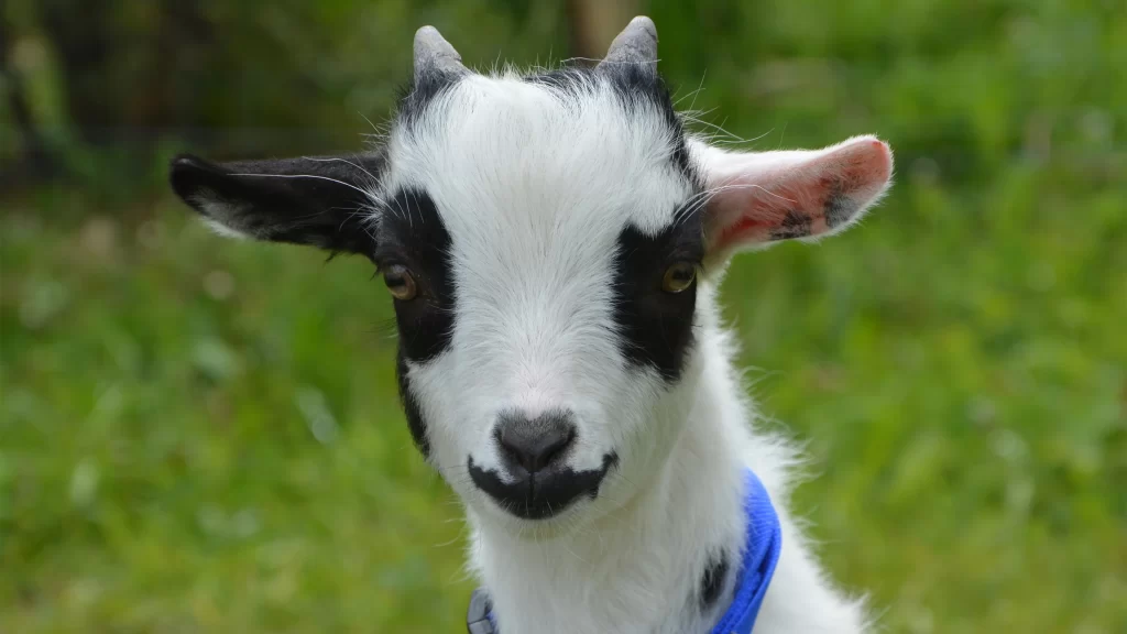 Goat Black and White Fur Blue Collar Green Grass
