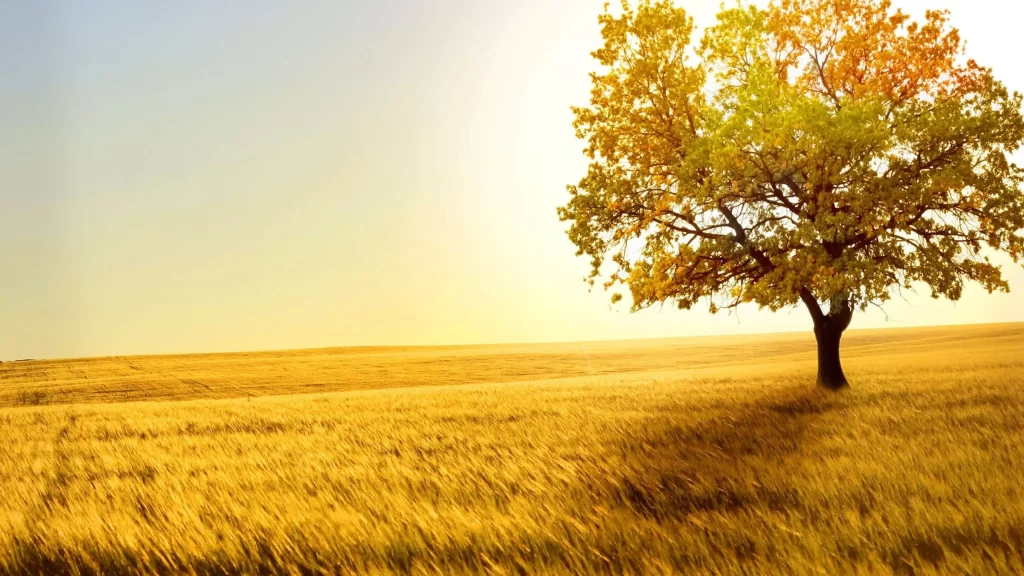 golden field tree sunlight autumn landscape