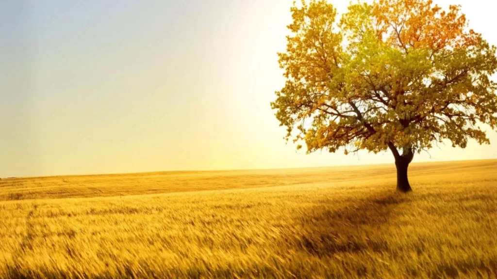 Golden Field Tree Sunlight Clear Sky Tranquil Autumn