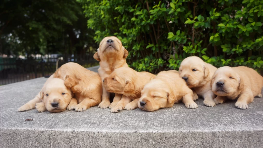 Golden Retrievers Puppies Outdoor Greenery Concrete