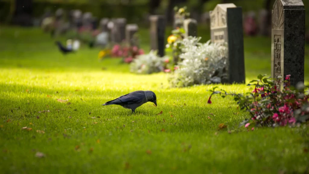 Grass Cemetery Bird Tombstone Flowers