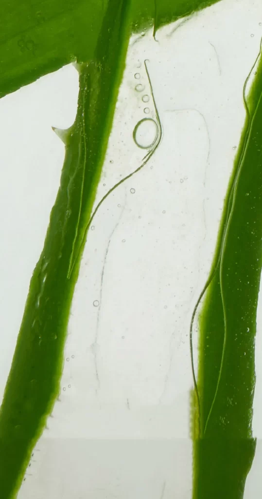 Green Algae Water Bubbles Transparent