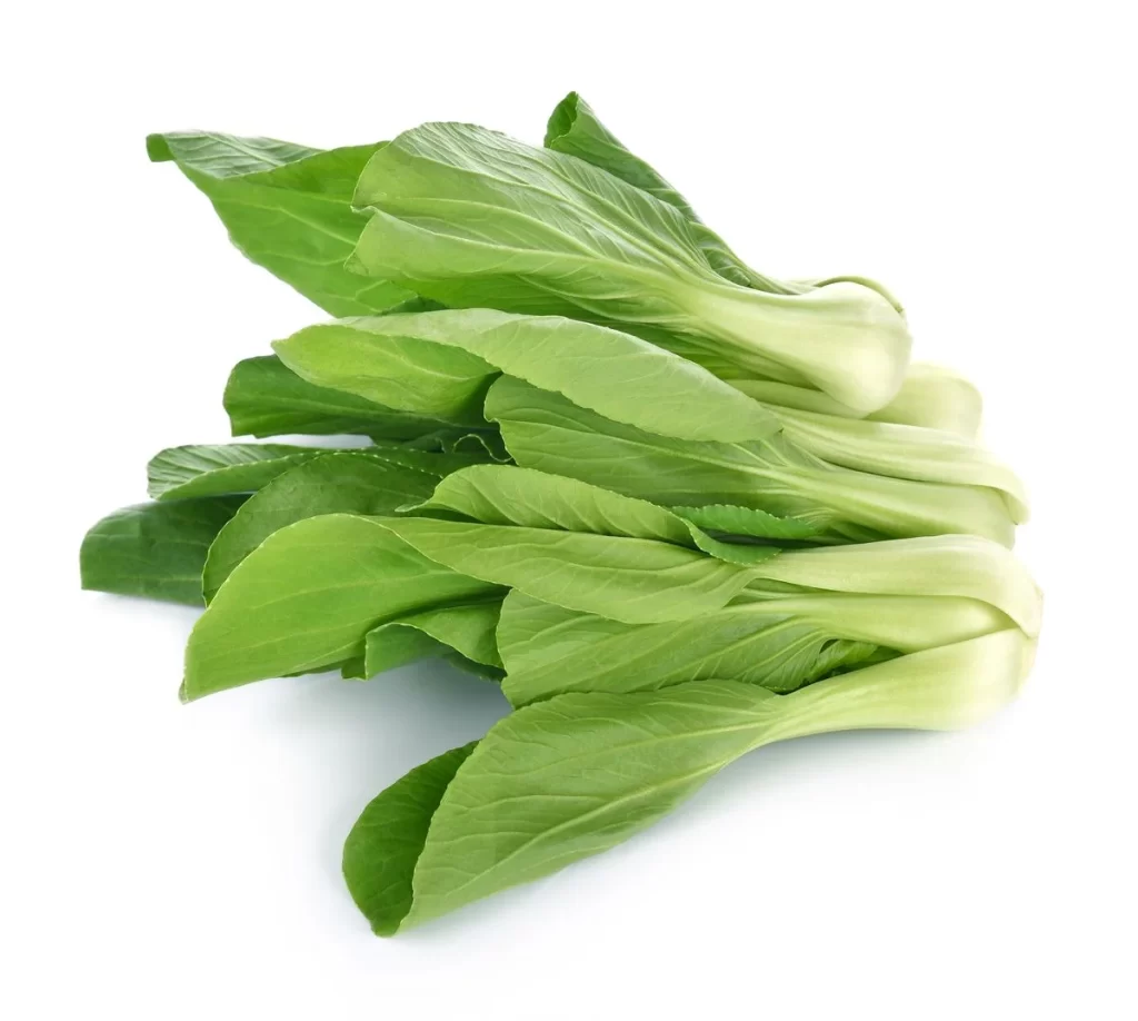 Green Bok Choy Vegetable Crisp Fresh
