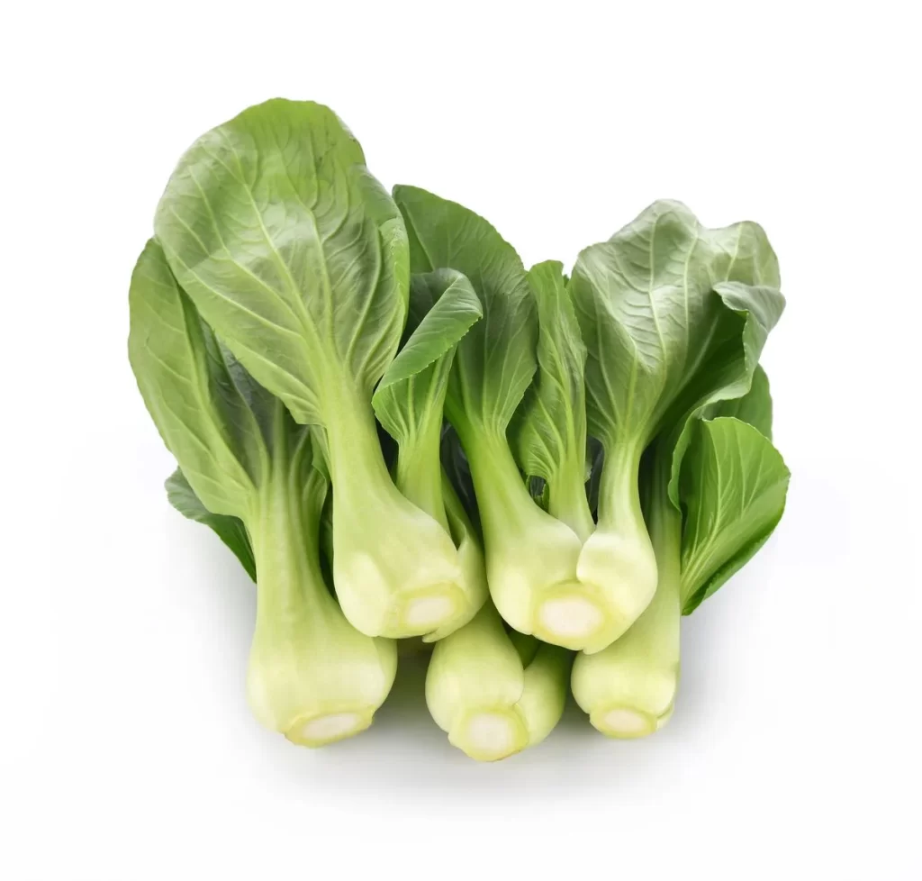 Green Bok Choy Vegetable Crisp Fresh