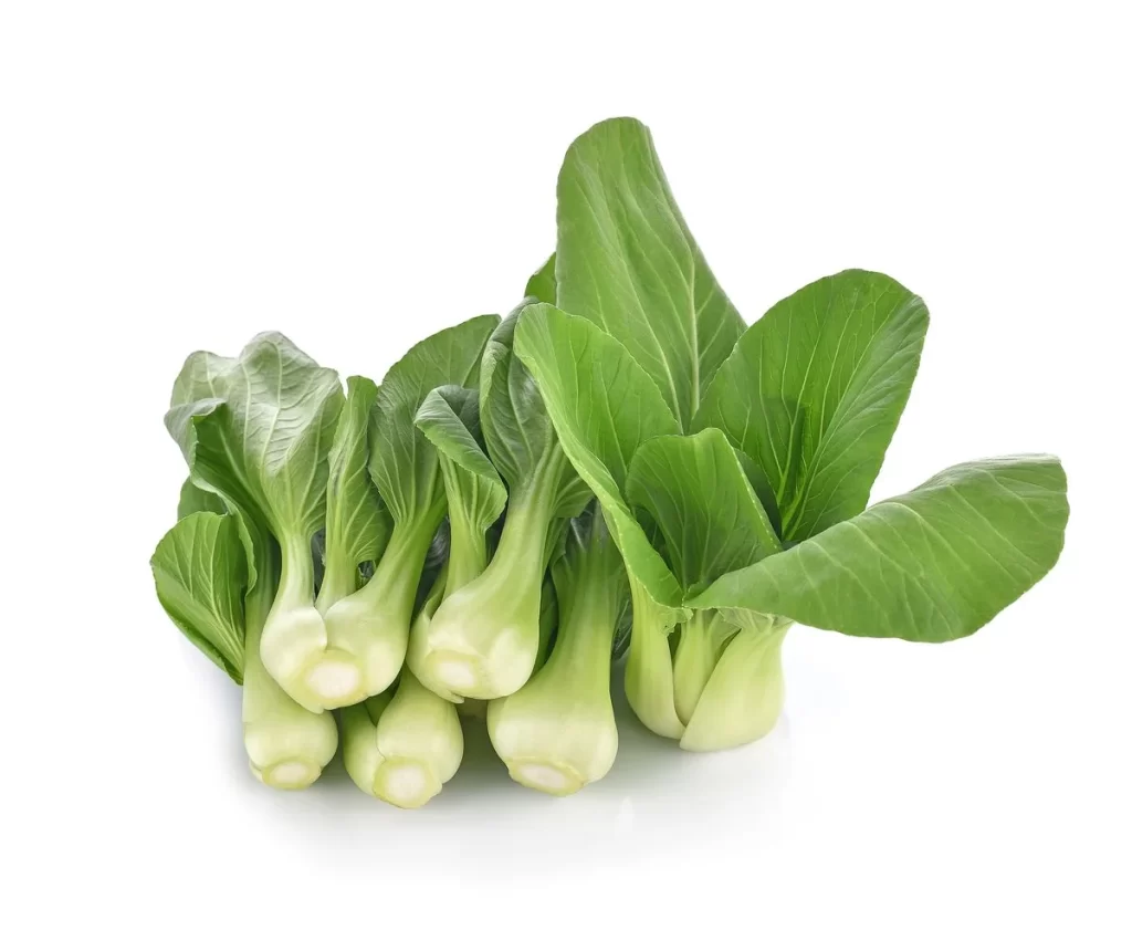 Green Bok Choy Vegetable Crisp Fresh