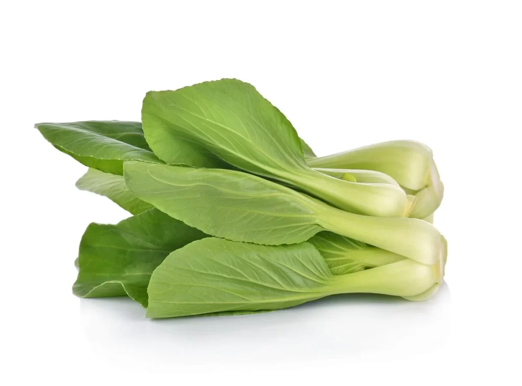 Green Bok Choy Vegetable Crisp Fresh