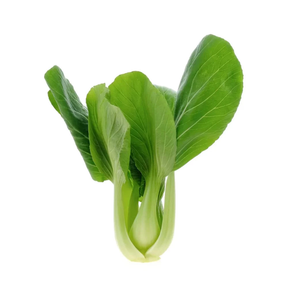 Green Bok Choy Vegetable Crisp Fresh