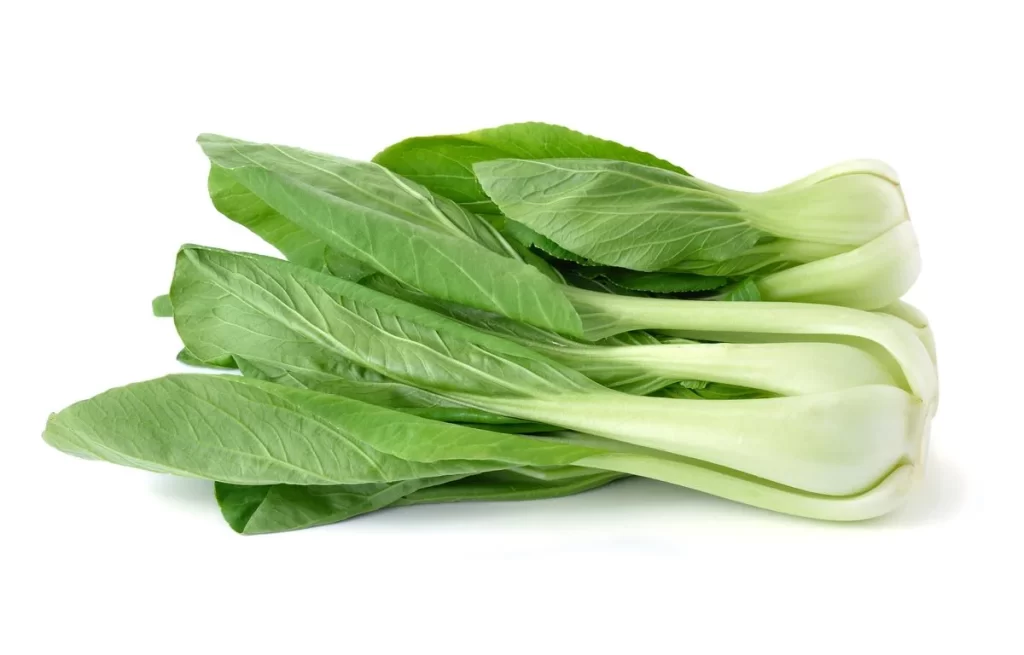 Green Bok Choy Vegetable Crisp Fresh