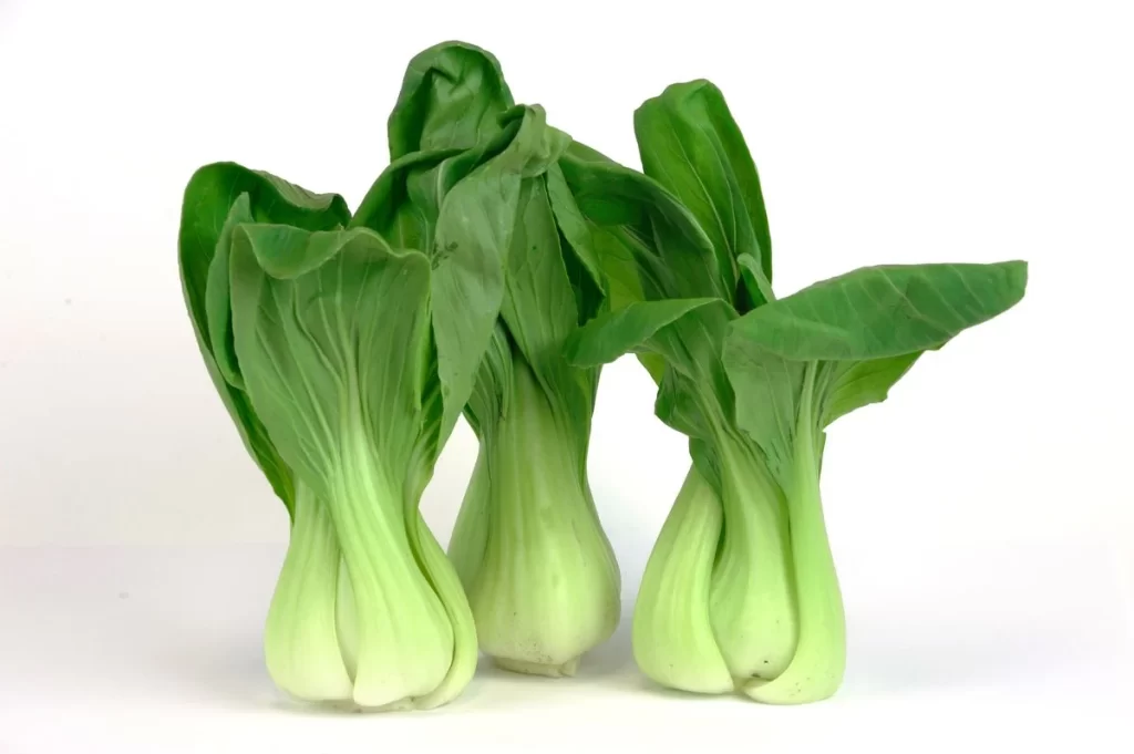 Green Bok Choy Vegetable Crisp Fresh