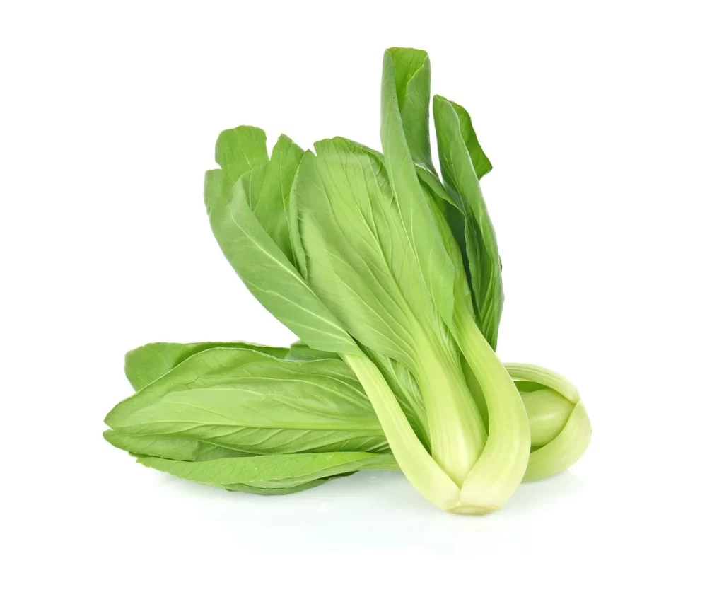 Green Bok Choy Vegetable Crisp Fresh